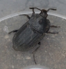Silpha tristis Copyright: Robert Smith