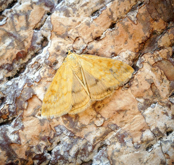 Sitochroa verticalis Copyright: Ben Sale