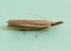 Agriphila tristella 4