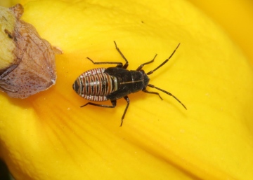 Heterocordylus tibialis nymph Copyright: Peter Furze