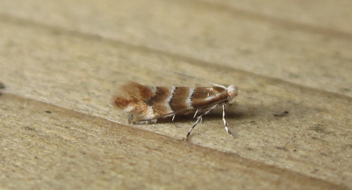 Phyllonorycter emberizaepenella. Copyright: Stephen Rolls