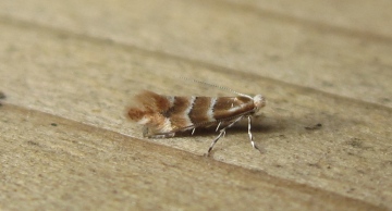 Phyllonorycter emberizaepenella. Copyright: Stephen Rolls