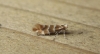 Phyllonorycter emberizaepenella.