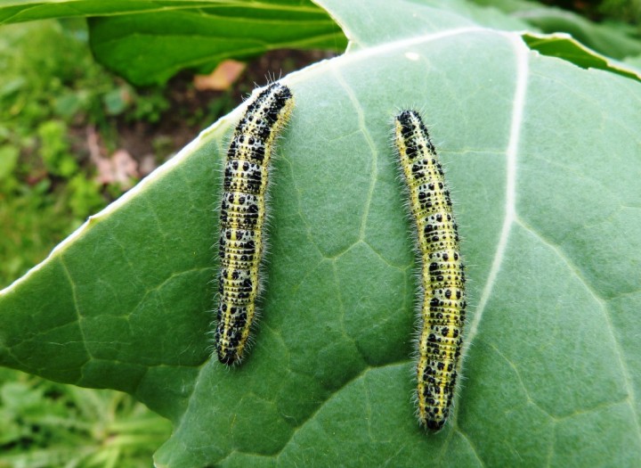 Large White caterpillars Copyright: Graham Smith