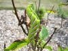 Privet Hawkmoth Cat