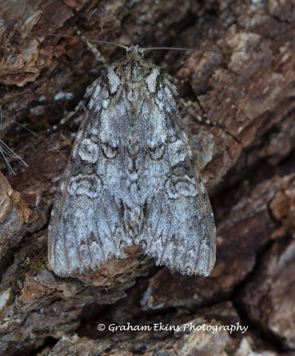 Grey Arches  Polia nebulosa Copyright: Graham Ekins