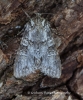 Grey Arches  Polia nebulosa Copyright: Graham Ekins