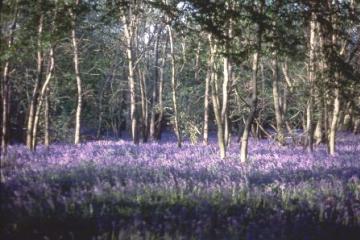 Swan Wood Copyright: Peter Harvey