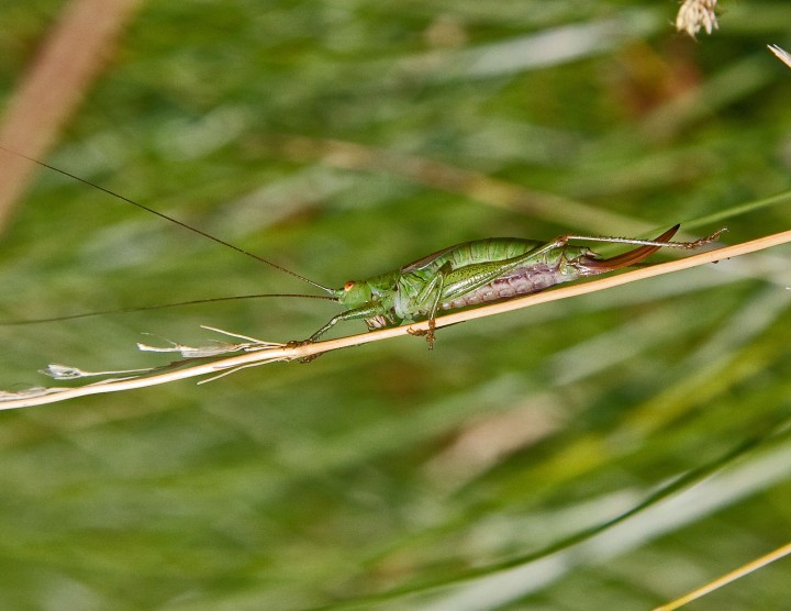 Conocephalus dorsalis  (Short-winged Conehead) Copyright: Graham Ekins