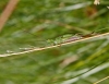 Conocephalus dorsalis  (Short-winged Conehead) 