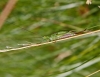 Conocephalus dorsalis  (Short-winged Conehead) Copyright: Graham Ekins