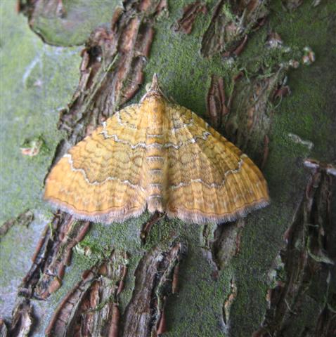 Yellow Shell. Copyright: Stephen Rolls