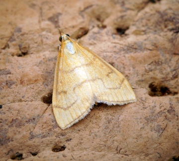 Anania crocealis Copyright: Ben Sale