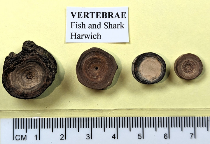 Fossil fish and shark vertebrae Lower Eocene Copyright: William George