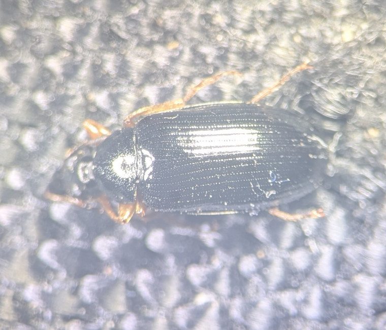 Gonodera luperus Copyright: Robert Smith