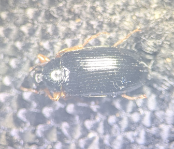 Gonodera luperus Copyright: Robert Smith