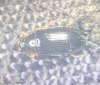 Gonodera luperus
