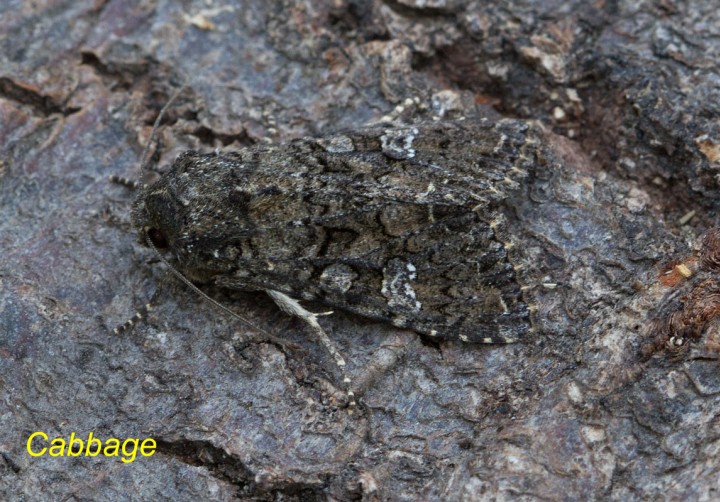 Cabbage Moth   Mamestra brassicae 2 Copyright: Graham Ekins