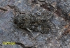 Cabbage Moth   Mamestra brassicae 2 