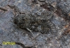 Cabbage Moth   Mamestra brassicae 2 Copyright: Graham Ekins