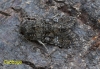 Cabbage Moth   Mamestra brassicae 2