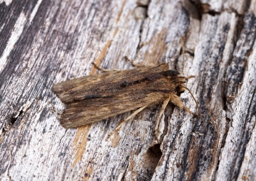 Tawny Pinion 3 Copyright: Ben Sale