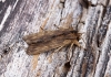 Tawny Pinion 3 Copyright: Ben Sale