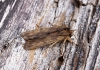 Tawny Pinion 3 Copyright: Ben Sale