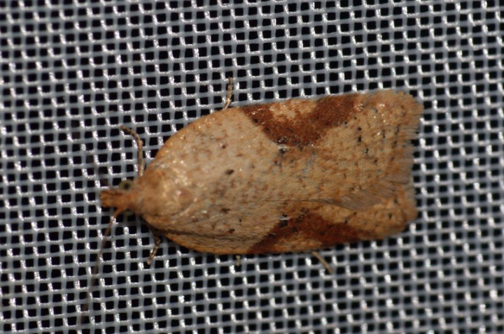 Acleris notana Copyright: Ben Sale