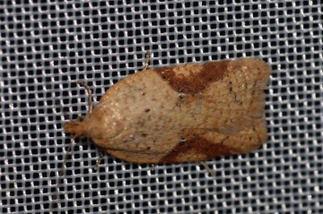 Acleris notana Copyright: Ben Sale