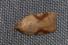 Acleris notana