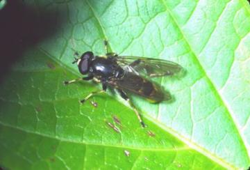 Xylota sylvarum Copyright: Peter Harvey