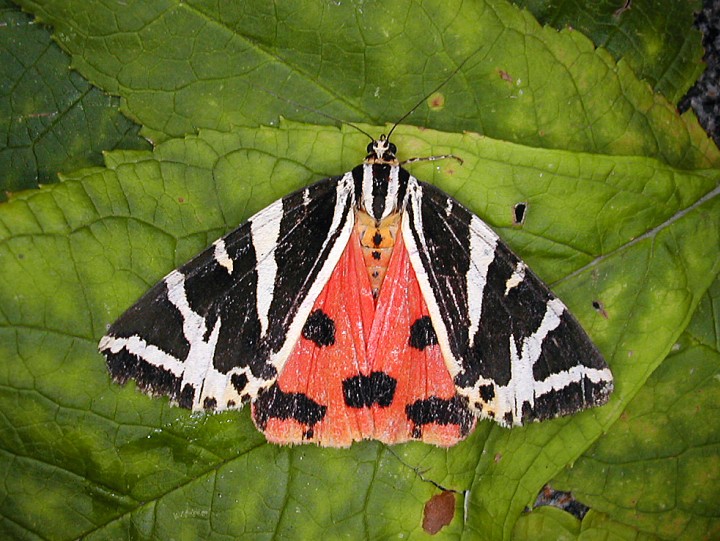 Red form Copyright: Robin Barfoot