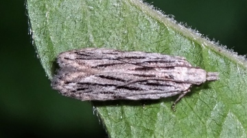 Moth - Anarsia innoxiella Copyright: Raymond Small