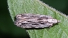 Moth - Anarsia innoxiella 