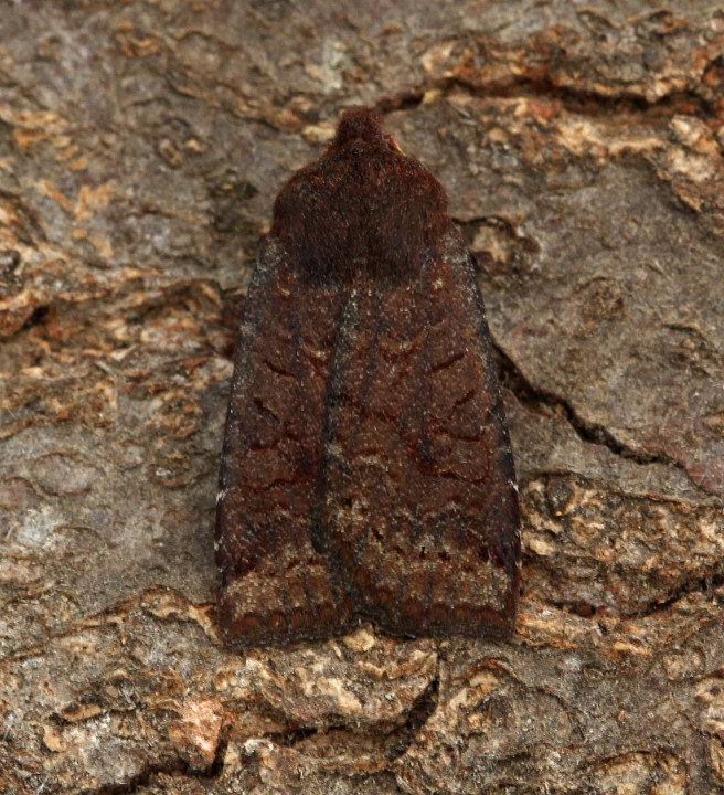 Dark Chestnut   Conistra ligula Copyright: Graham Ekins