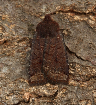 Dark Chestnut   Conistra ligula Copyright: Graham Ekins