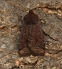 Dark Chestnut   Conistra ligula