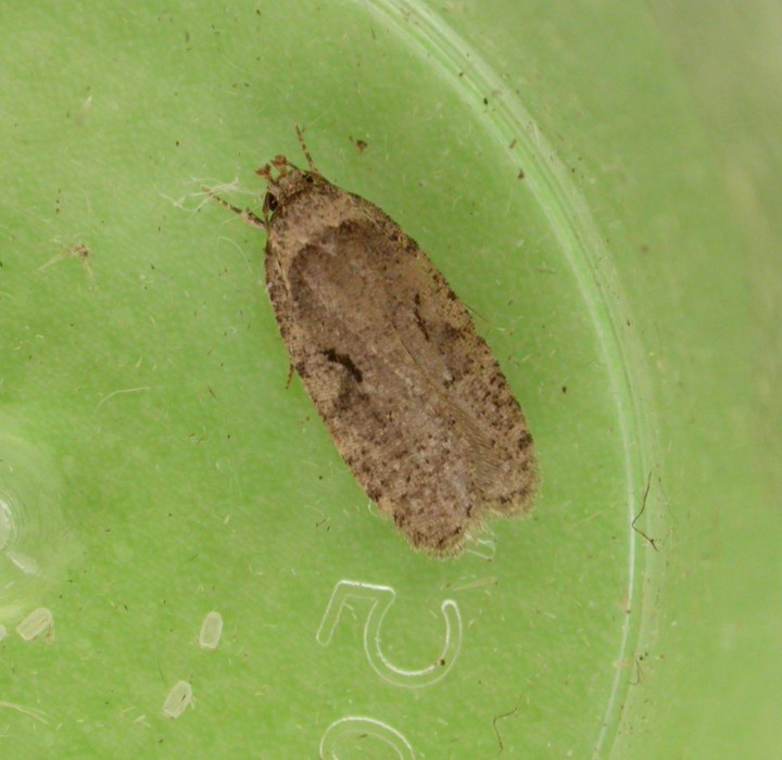 Agonopterix curvipunctosa Copyright: Clive Atkins