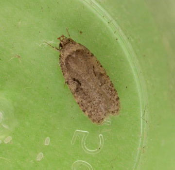 Agonopterix curvipunctosa Copyright: Clive Atkins