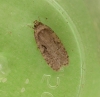 Agonopterix curvipunctosa Copyright: Clive Atkins