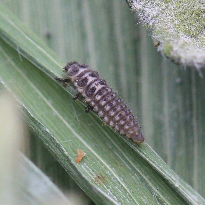 Anisosticta novemdecimpunctata larva Copyright: Yvonne Couch