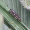 Anisosticta novemdecimpunctata larva 