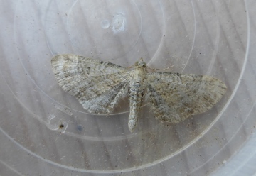 Yarrow Pug. Copyright: Stephen Rolls