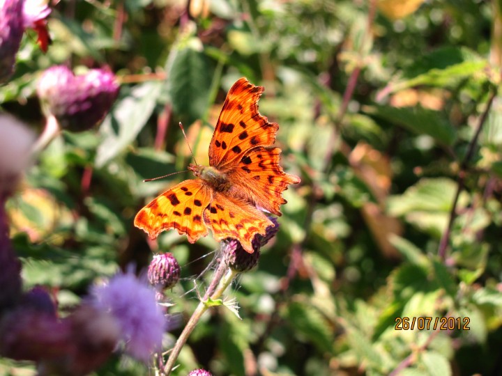 Polygonia o-album Copyright: Graham Smith