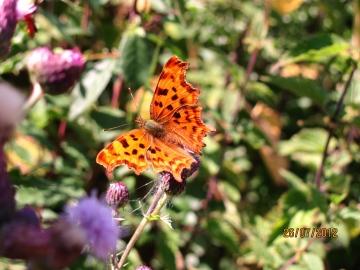 Polygonia o-album Copyright: Graham Smith