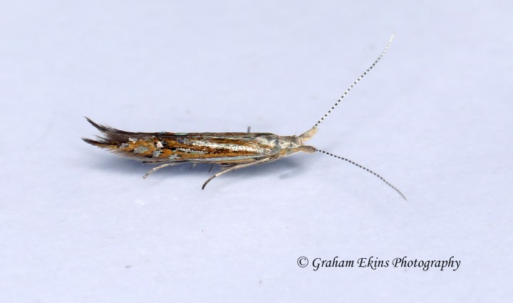 Coleophora limoniella 2  GD Copyright: Graham Ekins