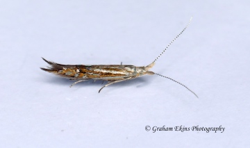 Coleophora limoniella 2  GD Copyright: Graham Ekins