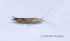 Coleophora limoniella 2  GD Copyright: Graham Ekins