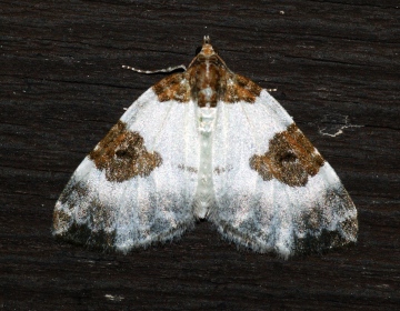 Blue-bordered Carpet 3 Copyright: Ben Sale